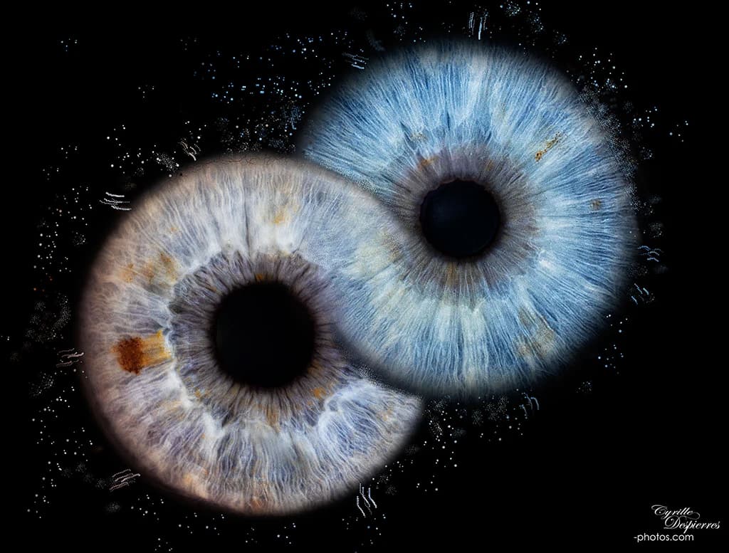 Composition graphique de deux iris bleus