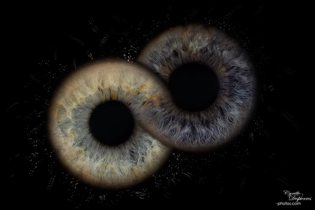Composition de deux iris clairs sur fond noir