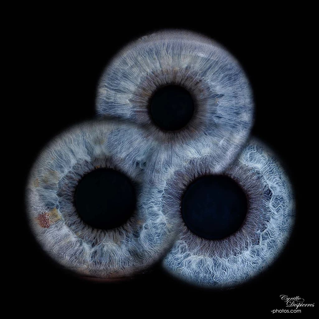 Composition circulaire de trois iris bleus