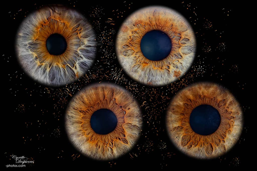 Composition de quatre iris aux nuances ambrées